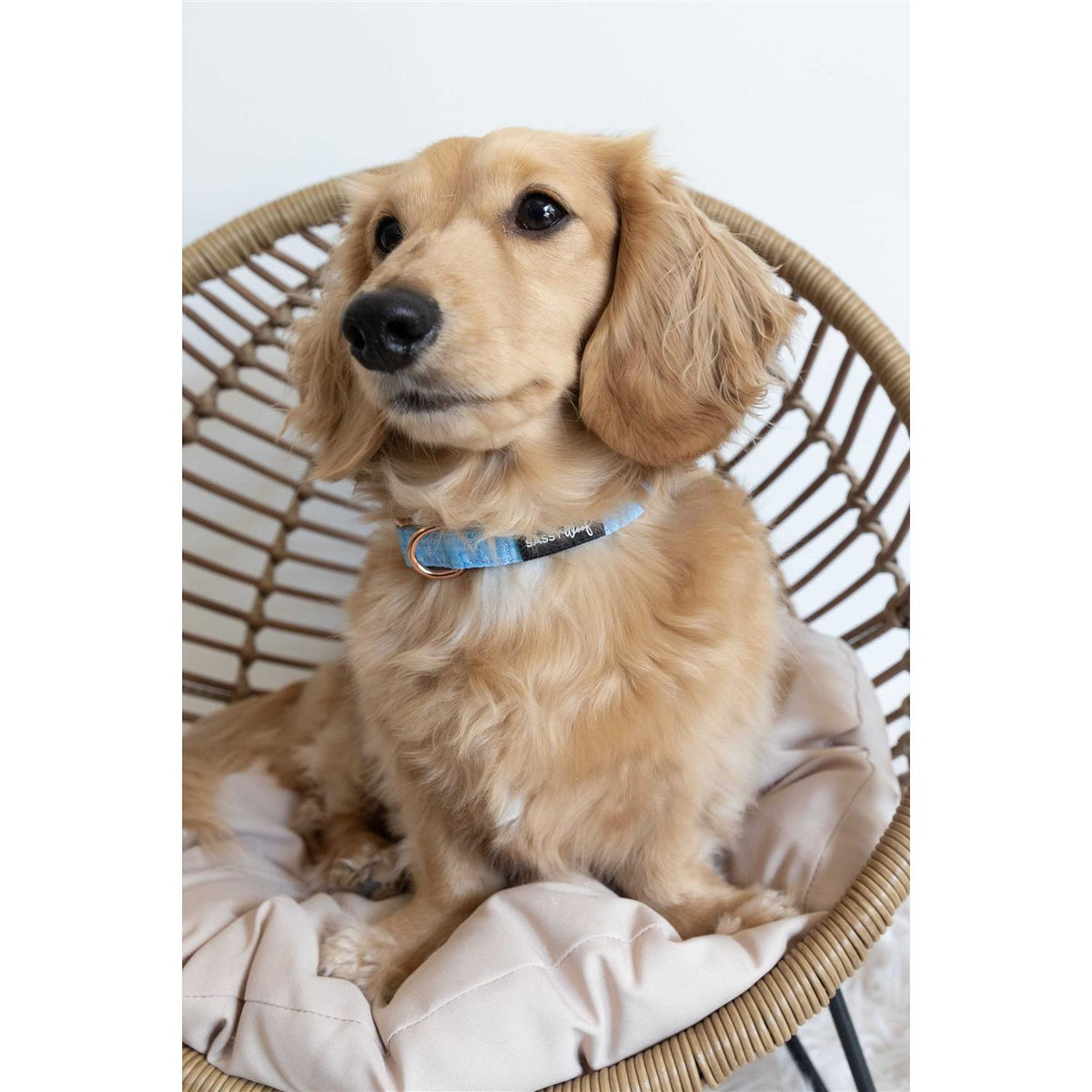 Dog Collar F9470
