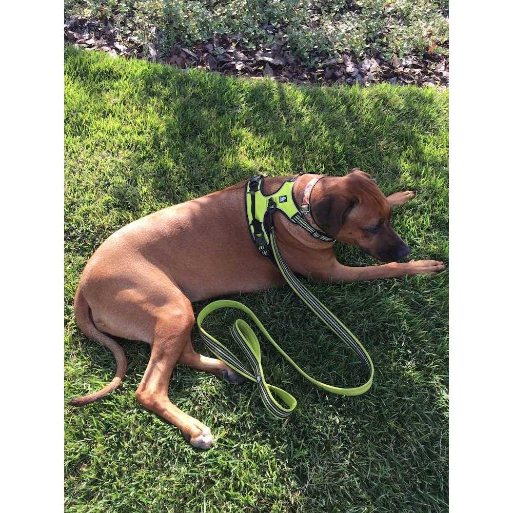 Padded Reflective Dog Leash X51990