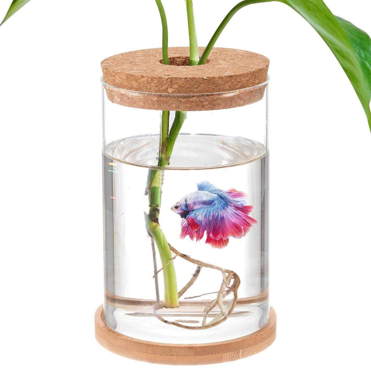 Clear Glass Betta Fish Tank T892