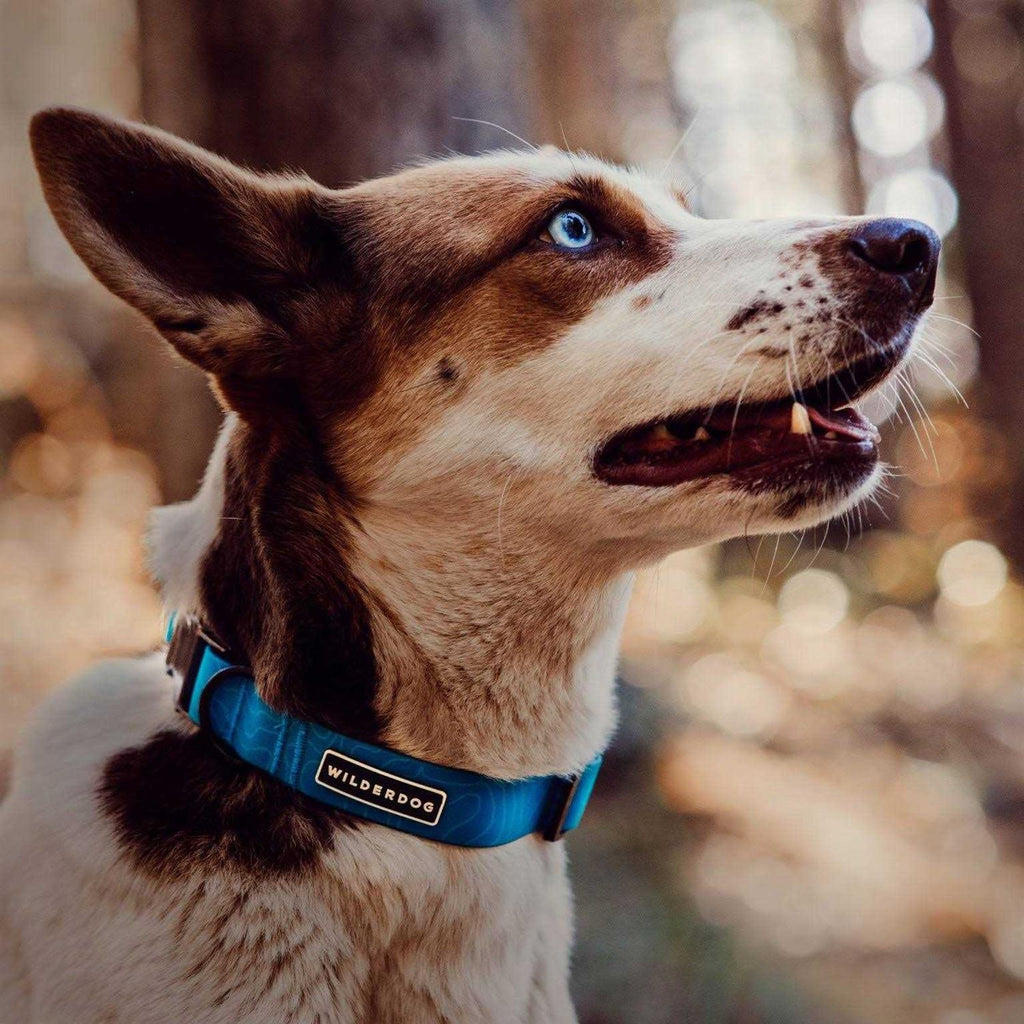 Waterproof Collar B859