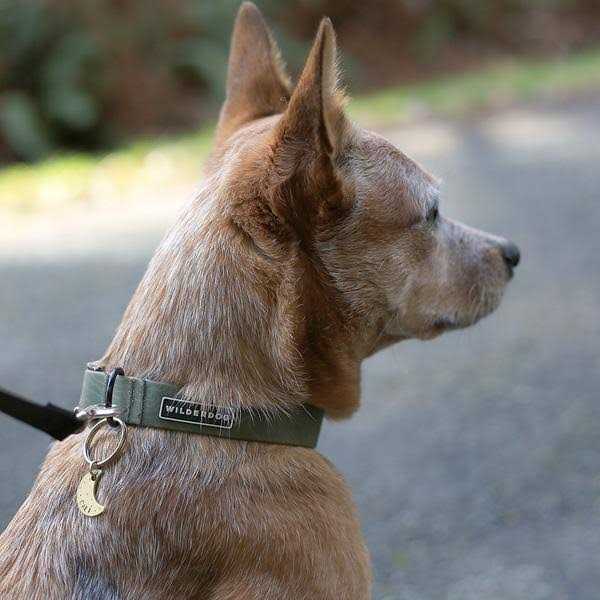 Waterproof Collar B859