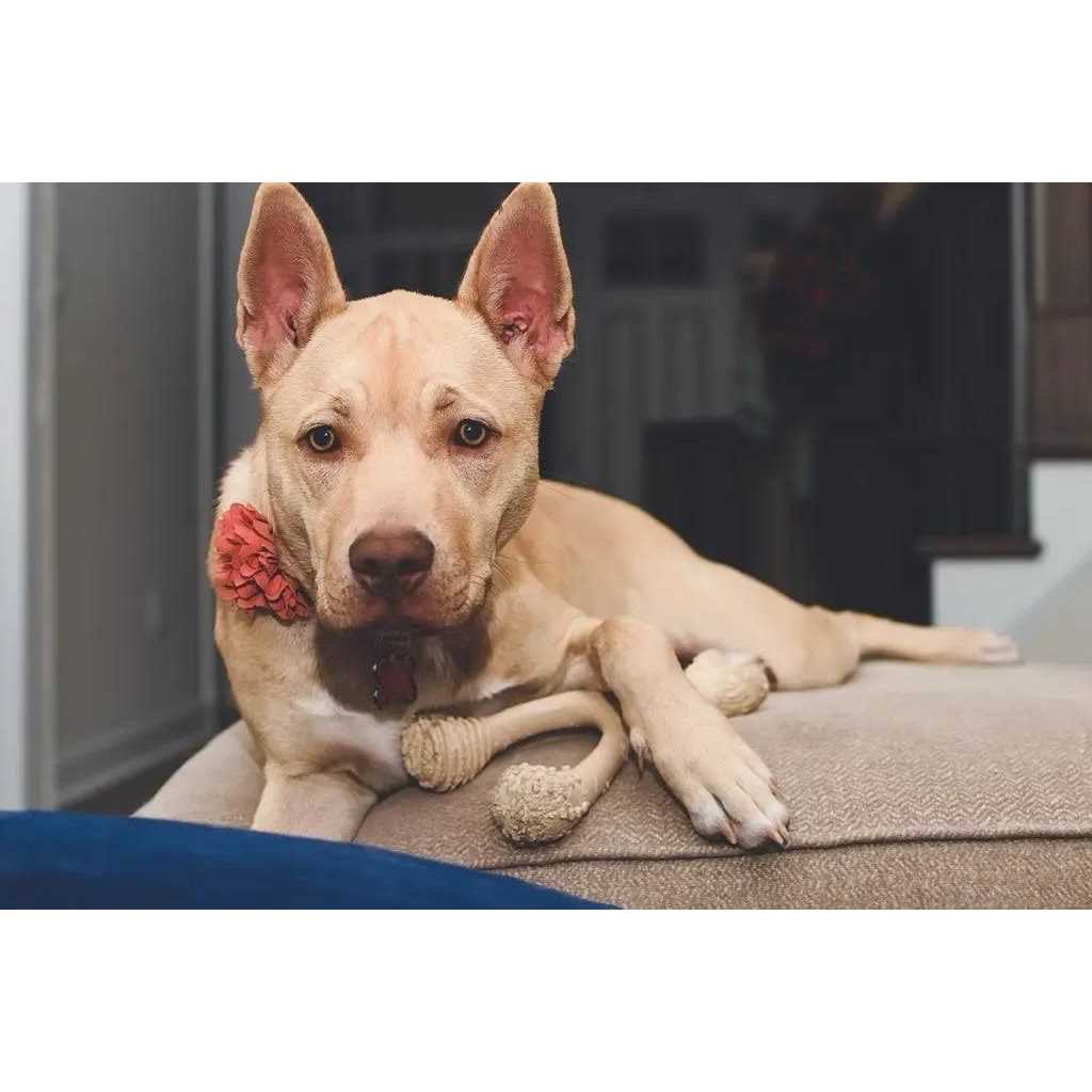 Tough Dog Chew Beef L78854