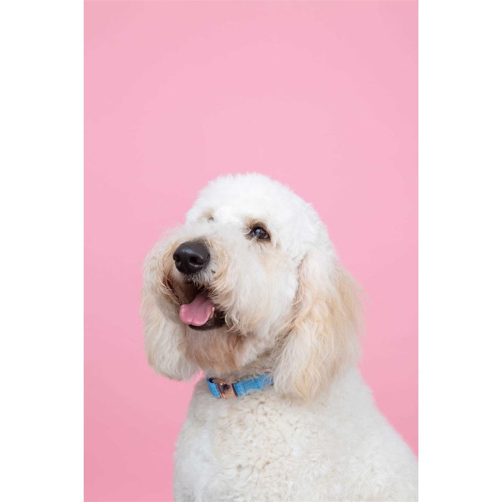Dog Collar F9470