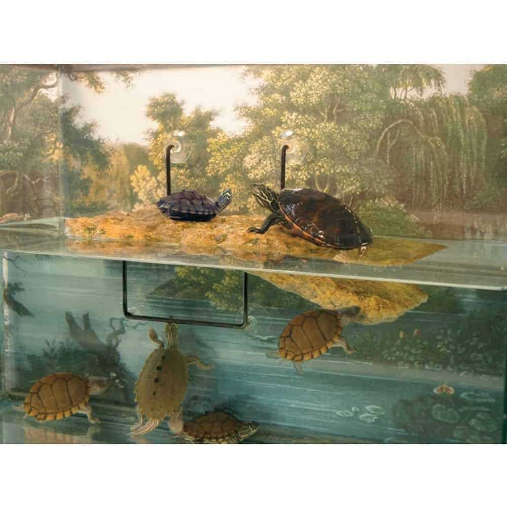 Turtle Dock G868915