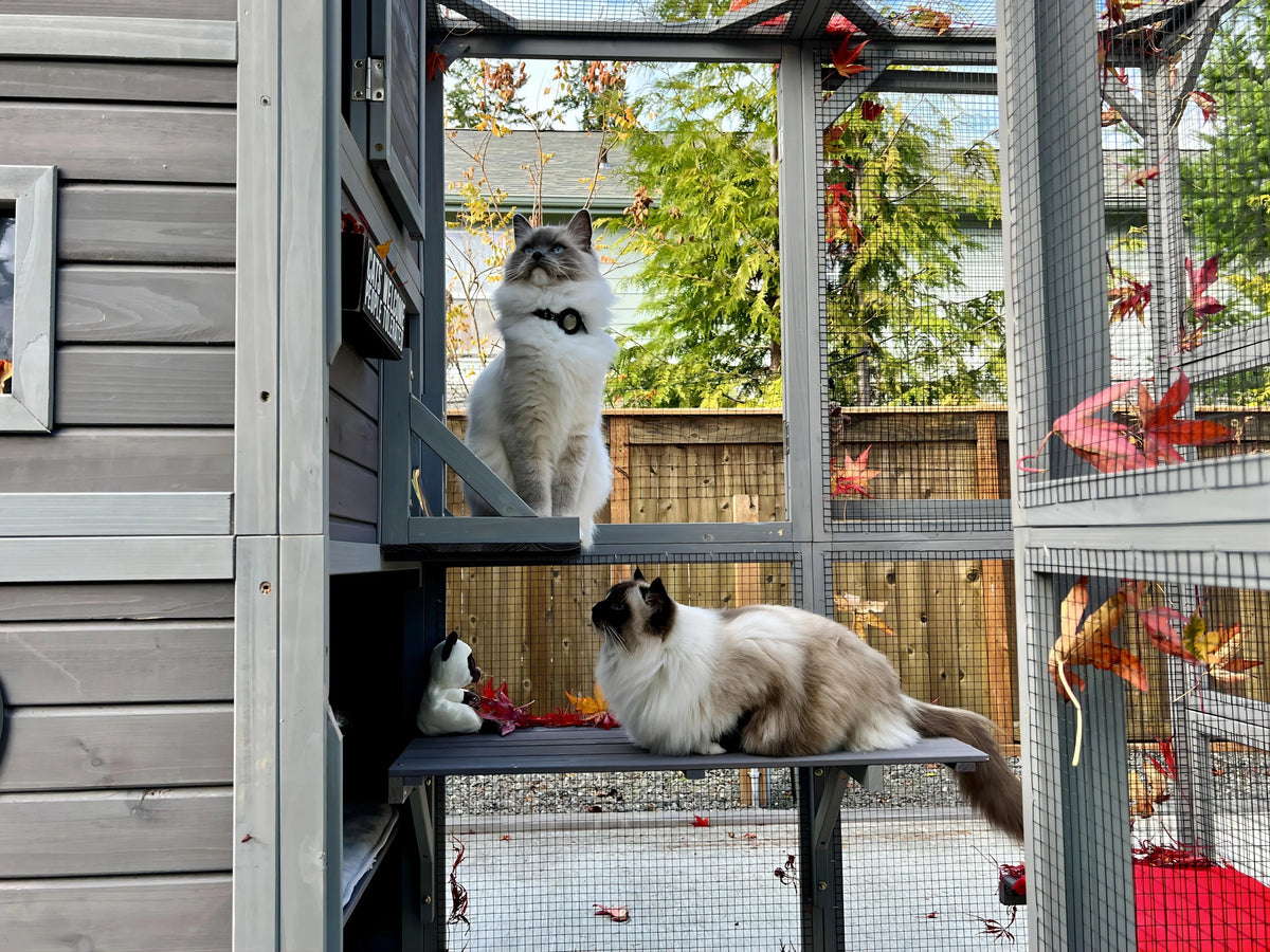 70''H 4 Tiers Outdoor Cat Cage K783923