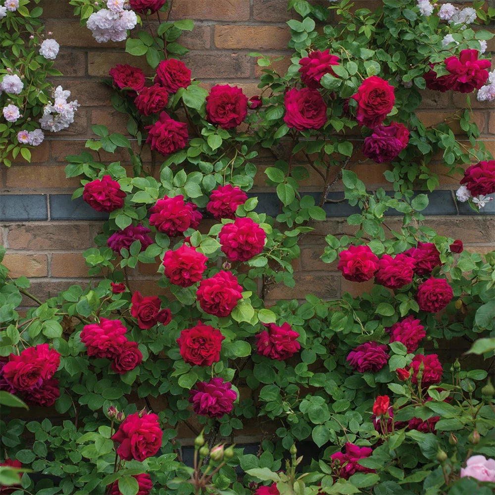 Red Rose Plant C56452