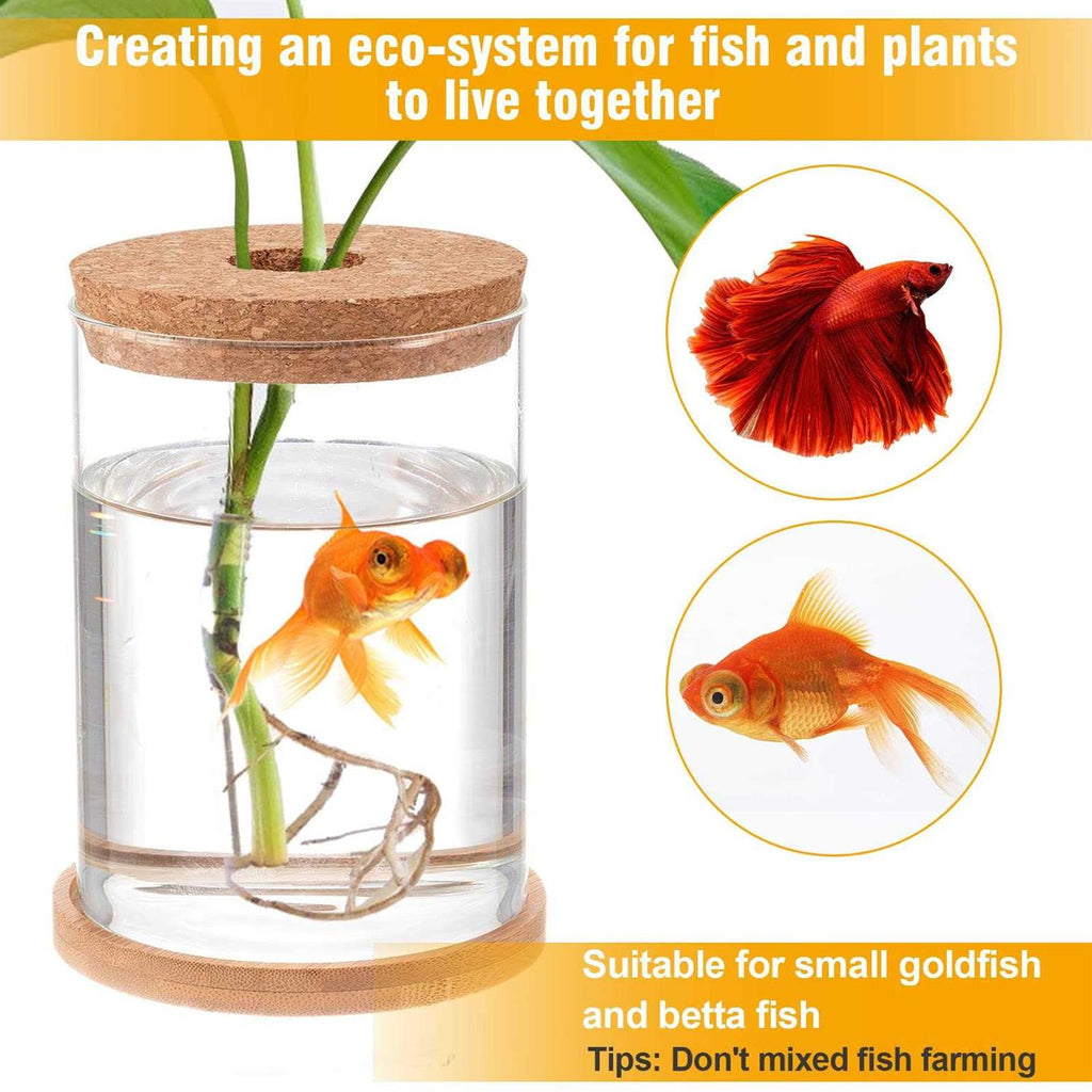 Clear Glass Betta Fish Tank T892