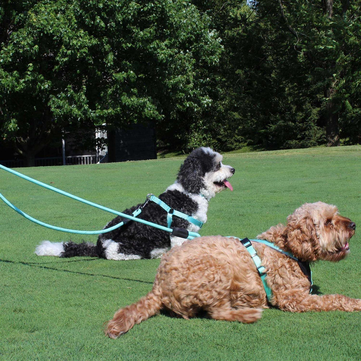 2 Reflective Rope Dog Leash Q1175