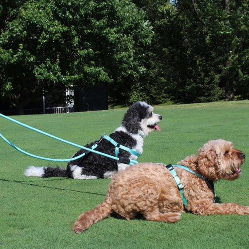 2 Reflective Rope Dog Leash Q1175