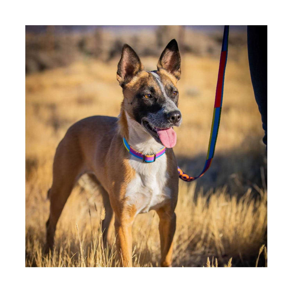 GoodDog Collar D538470
