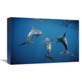Bottlenose Dolphin Trio Underwater Art Print J8906