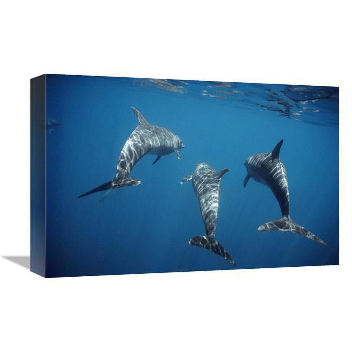 Bottlenose Dolphin Trio Underwater Art Print J8906