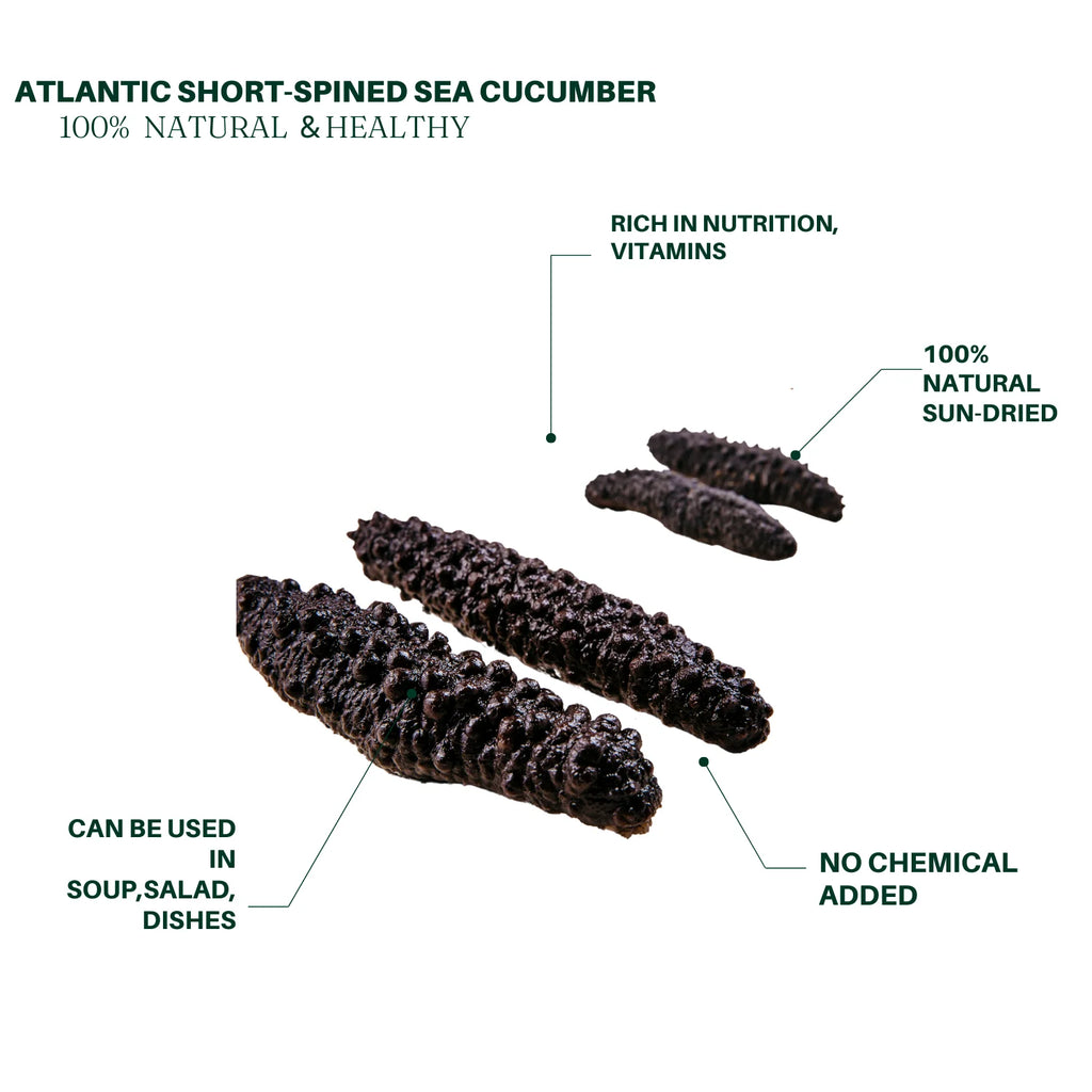 Dried Wild Atlantic Sea Cucumber 1lb 60-80 PCS P5862