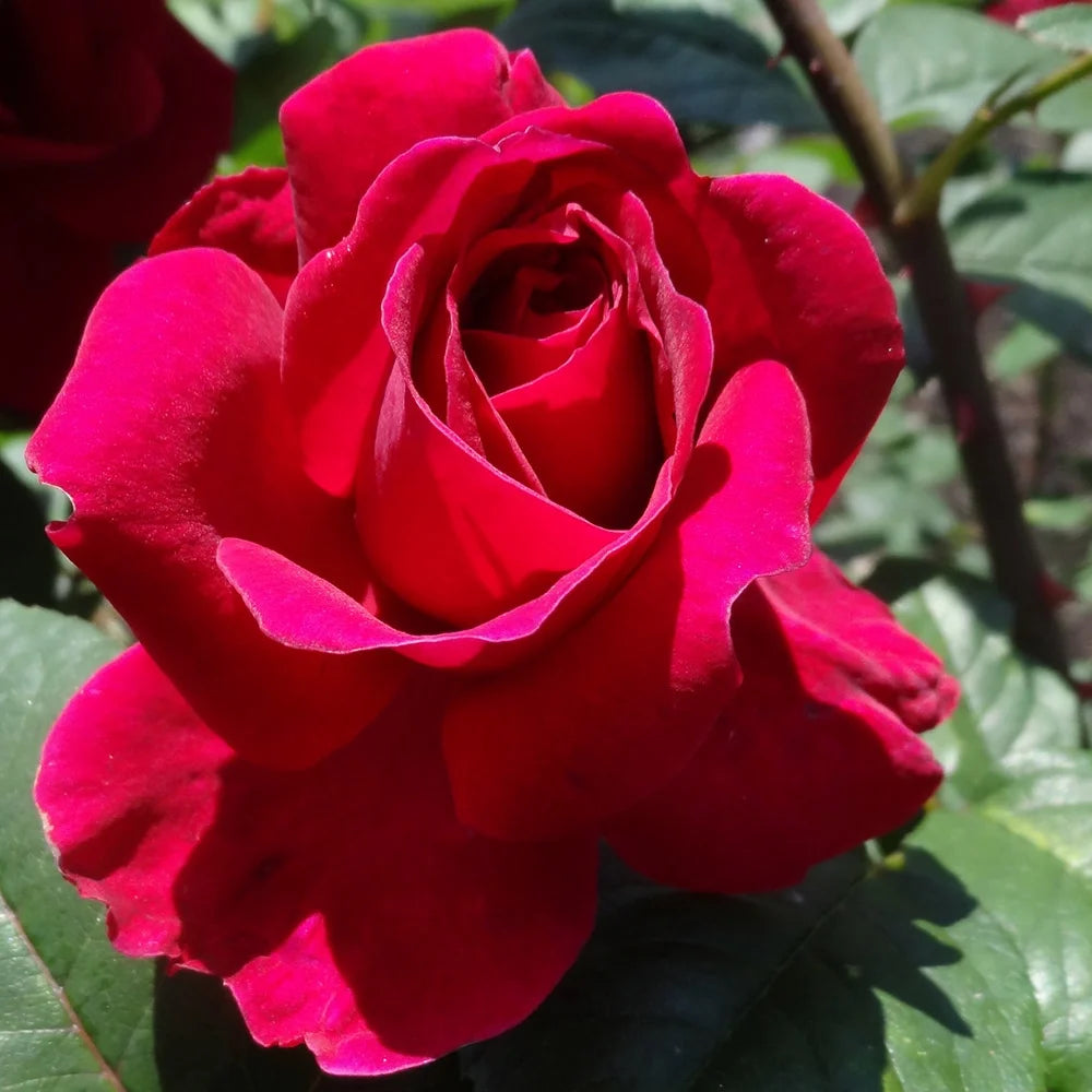 Red Rose Plant C56452