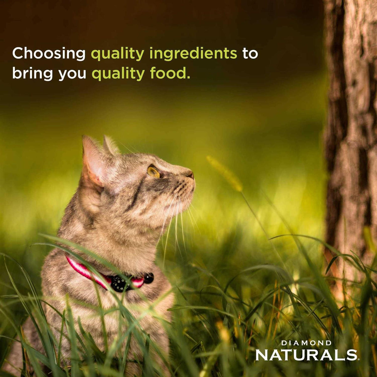 Indoor Dry Cat Food G42134